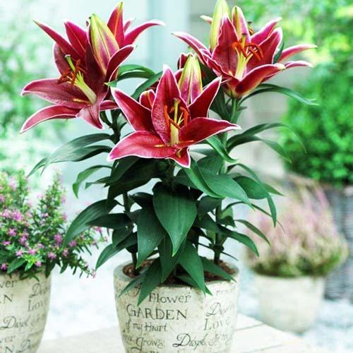 Лилия восточная Magny Cours (Магни Корз) 3шт. в упаковке Лилия восточная Magny Cours (Магни Корз) 3шт. в упаковке