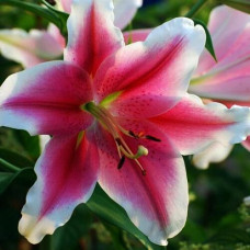 Лилия LOO гибрид Dreamweaver (Дримуивер) 3шт. в упаковке