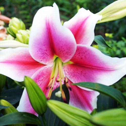 Лилия LOO гибрид Dreamweaver (Дримуивер) 3шт. в упаковке Лилия LOO гибрид Dreamweaver (Дримуивер) 3шт. в упаковке