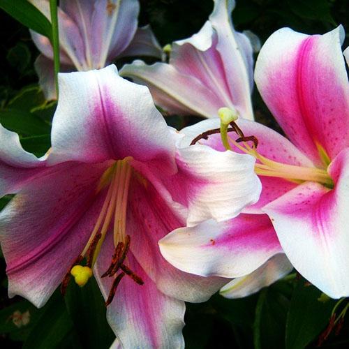 Лилия LOO гибрид Dreamweaver (Дримуивер) 3шт. в упаковке Лилия LOO гибрид Dreamweaver (Дримуивер) 3шт. в упаковке