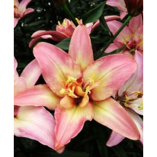 Лилия Дабл Трабл 3шт. в упаковке Лилия Дабл Трабл 3шт. в упаковке