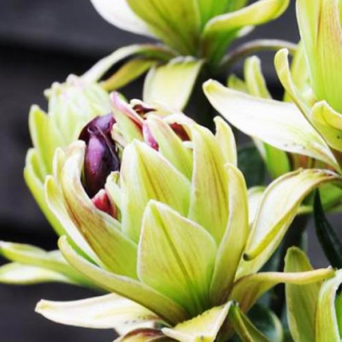 Лилия азиатская Mystery Dream (Мистери Дрим) 3шт. в упаковке Лилия азиатская Mystery Dream (Мистери Дрим) 3шт. в упаковке