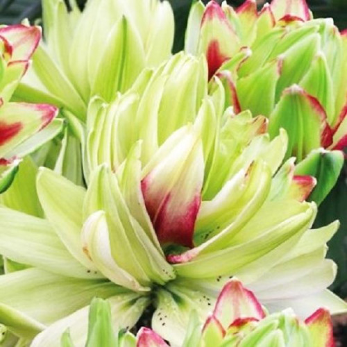 Лилия азиатская Mystery Dream (Мистери Дрим) 3шт. в упаковке Лилия азиатская Mystery Dream (Мистери Дрим) 3шт. в упаковке