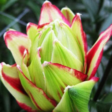 Лилия азиатская Mystery Dream (Мистери Дрим) 3шт. в упаковке