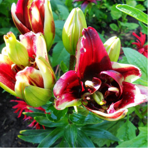 Лилия азиатская Mystery Dream (Мистери Дрим) 3шт. в упаковке Лилия азиатская Mystery Dream (Мистери Дрим) 3шт. в упаковке