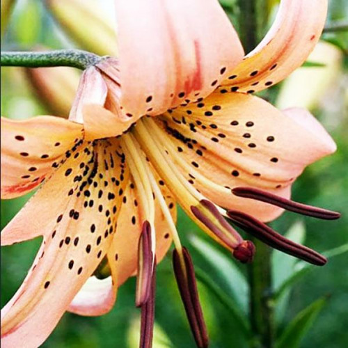 Лилия тигровая Pink Giant (Пинк Джиант) 3шт. в упаковке Лилия тигровая Pink Giant (Пинк Джиант) 3шт. в упаковке