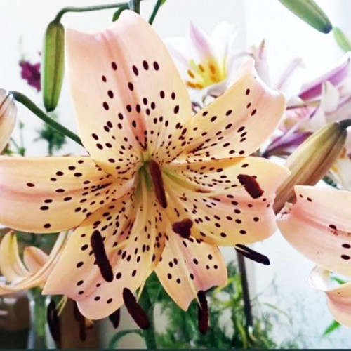 Лилия тигровая Pink Giant (Пинк Джиант) 3шт. в упаковке Лилия тигровая Pink Giant (Пинк Джиант) 3шт. в упаковке