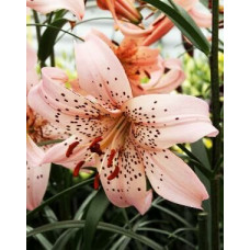 Лилия тигровая Pink Giant (Пинк Джиант) 3шт. в упаковке