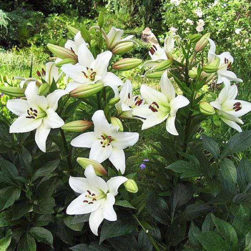 Лилия ЛА гибрид Litouwen (Литва) 3шт. в упаковке Лилия ЛА гибрид Litouwen (Литва) 3шт. в упаковке