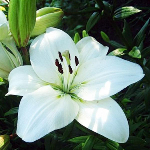 Лилия ЛА гибрид Litouwen (Литва) 3шт. в упаковке Лилия ЛА гибрид Litouwen (Литва) 3шт. в упаковке