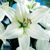 Лилия ЛА гибрид Litouwen (Литва) 3шт. в упаковке Лилия ЛА гибрид Litouwen (Литва) 3шт. в упаковке