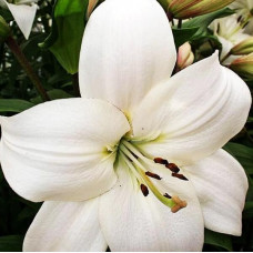 Лилия ЛА гибрид Litouwen (Литва) 3шт. в упаковке