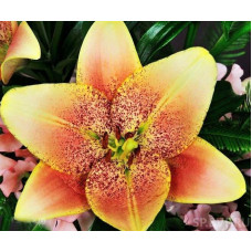 Лилия ЛА гибрид Sweet Desire (Свит Дезаер) 3шт. в упаковке