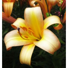 Лилия Расти Планет 3шт. в упаковке