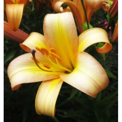 Лилия Расти Планет 3шт. в упаковке Лилия Расти Планет 3шт. в упаковке