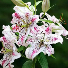 Лилия восточная Solution (Солюшн) 3шт. в упаковке