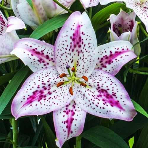 Лилия восточная Solution (Солюшн) 3шт. в упаковке Лилия восточная Solution (Солюшн) 3шт. в упаковке