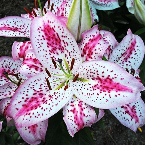 Лилия восточная Solution (Солюшн) 3шт. в упаковке Лилия восточная Solution (Солюшн) 3шт. в упаковке