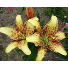 Лилия Санкрест 3шт. в упаковке