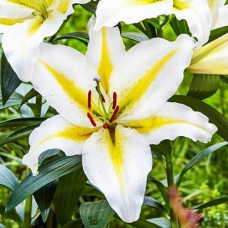 Лилия восточная Bufferi (Бафферари) 3шт. в упаковке