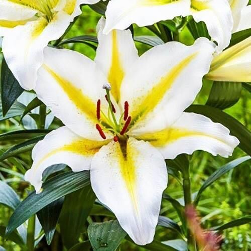 Лилия восточная Bufferi (Бафферари) 3шт. в упаковке Лилия восточная Bufferi (Бафферари) 3шт. в упаковке