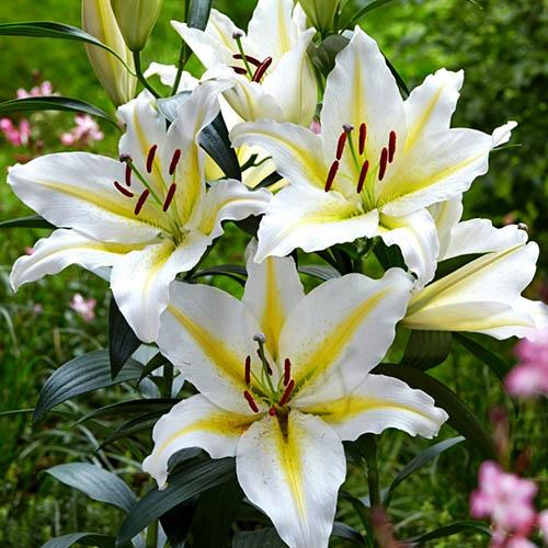 Лилия восточная Bufferi (Бафферари) 3шт. в упаковке Лилия восточная Bufferi (Бафферари) 3шт. в упаковке