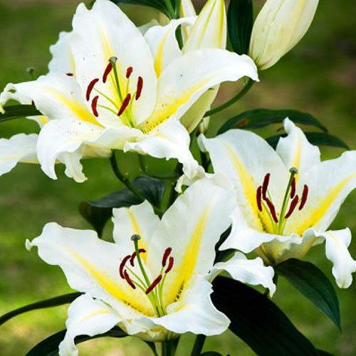 Лилия восточная Bufferi (Бафферари) 3шт. в упаковке Лилия восточная Bufferi (Бафферари) 3шт. в упаковке