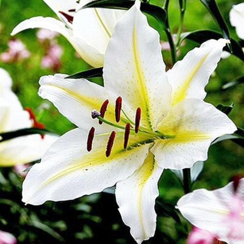 Лилия восточная Bufferi (Бафферари) 3шт. в упаковке Лилия восточная Bufferi (Бафферари) 3шт. в упаковке