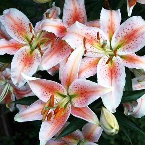 Лилия восточная Salmon Party (Салмон Парти) 3шт. в упаковке Лилия восточная Salmon Party (Салмон Парти) 3шт. в упаковке