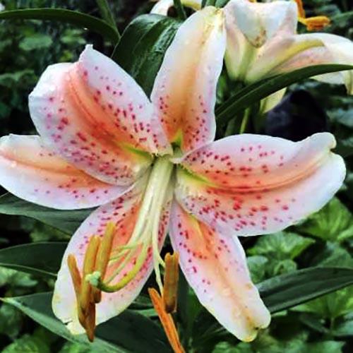 Лилия восточная Salmon Party (Салмон Парти) 3шт. в упаковке Лилия восточная Salmon Party (Салмон Парти) 3шт. в упаковке