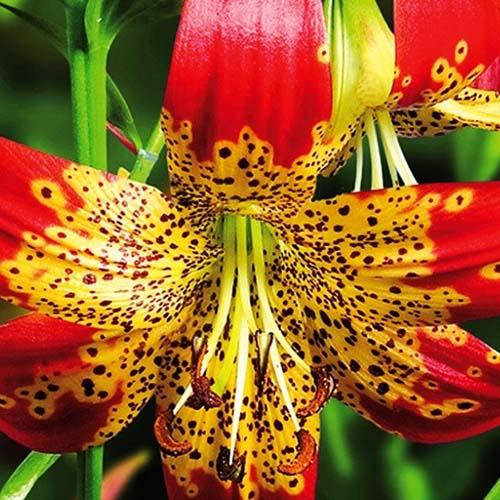 Лилия Fusion (Фьюжн) 3шт. в упаковке Лилия Fusion (Фьюжн) 3шт. в упаковке