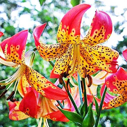 Лилия Fusion (Фьюжн) 3шт. в упаковке Лилия Fusion (Фьюжн) 3шт. в упаковке