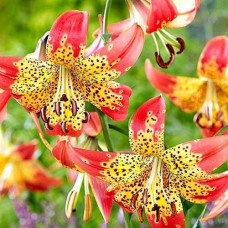 Лилия Fusion (Фьюжн) 3шт. в упаковке