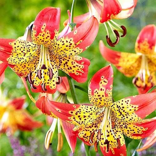 Лилия Fusion (Фьюжн) 3шт. в упаковке Лилия Fusion (Фьюжн) 3шт. в упаковке