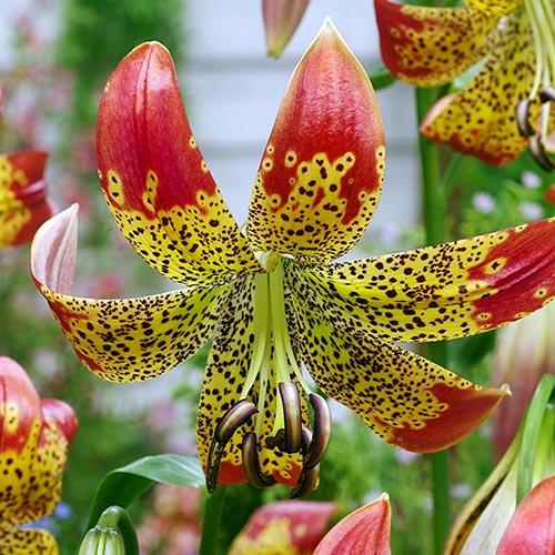 Лилия Fusion (Фьюжн) 3шт. в упаковке Лилия Fusion (Фьюжн) 3шт. в упаковке