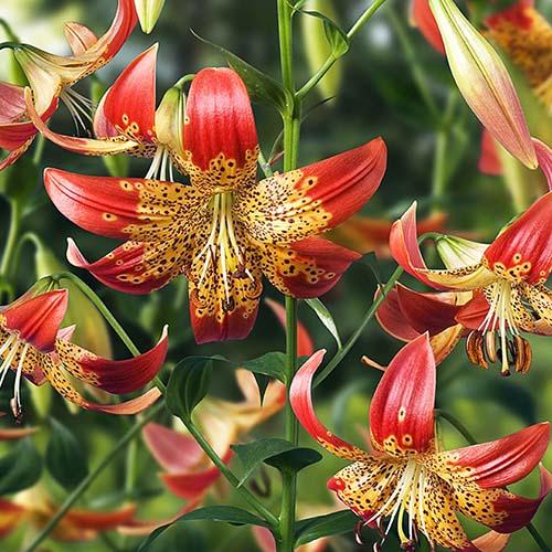 Лилия Fusion (Фьюжн) 3шт. в упаковке Лилия Fusion (Фьюжн) 3шт. в упаковке