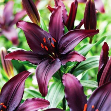 Лилия азиатская Blacklist (Блэклист) 3шт. в упаковке