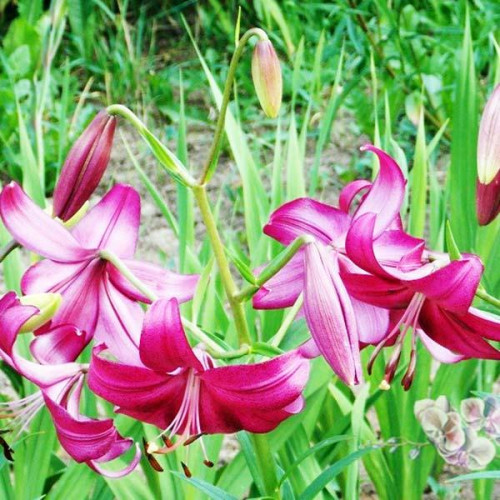 Лилия тигровая Purple Marble (Пурпл Марбл) 3шт. в упаковке Лилия тигровая Purple Marble (Пурпл Марбл) 3шт. в упаковке