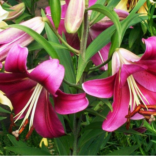 Лилия тигровая Purple Marble (Пурпл Марбл) 3шт. в упаковке Лилия тигровая Purple Marble (Пурпл Марбл) 3шт. в упаковке