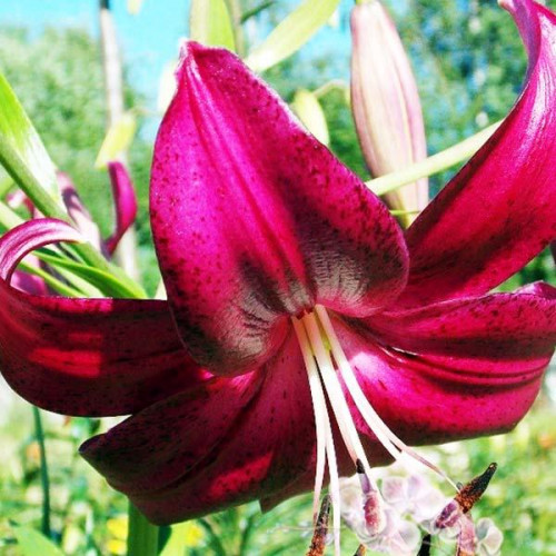 Лилия тигровая Purple Marble (Пурпл Марбл) 3шт. в упаковке Лилия тигровая Purple Marble (Пурпл Марбл) 3шт. в упаковке