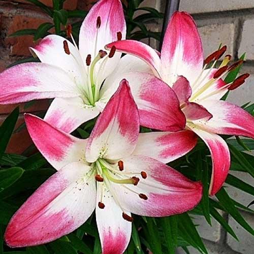 Лилия биколор азиатская Lollypop (Лоллипоп) 3шт. в упаковке Лилия биколор азиатская Lollypop (Лоллипоп) 3шт. в упаковке