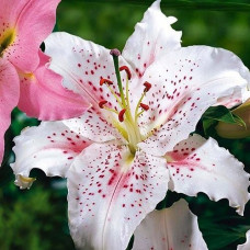 Лилия восточная Muscadet (Мускадет) 3шт. в упаковке