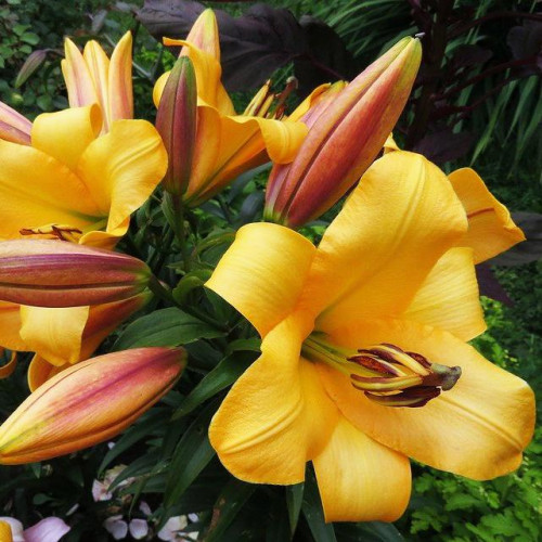 Лилия ОТ гибрид Saltarello (Салтарелло) 3шт. в упаковке Лилия ОТ гибрид Saltarello (Салтарелло) 3шт. в упаковке