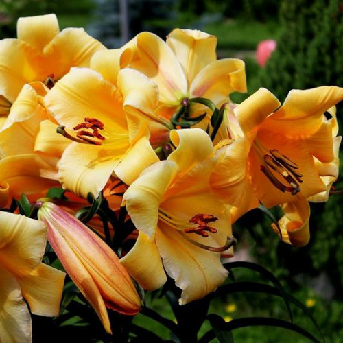 Лилия ОТ гибрид Saltarello (Салтарелло) 3шт. в упаковке Лилия ОТ гибрид Saltarello (Салтарелло) 3шт. в упаковке