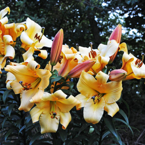 Лилия ОТ гибрид Saltarello (Салтарелло) 3шт. в упаковке Лилия ОТ гибрид Saltarello (Салтарелло) 3шт. в упаковке