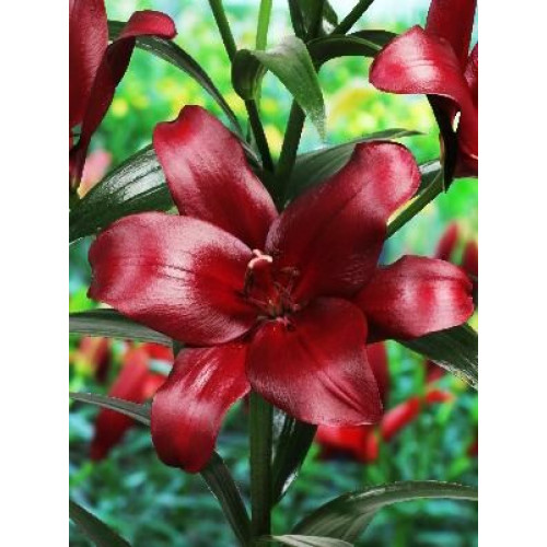 Лилия Мэйуандер 3шт. в упаковке Лилия Мэйуандер 3шт. в упаковке