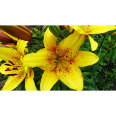 Лилия Belo Horizont 3шт. в упаковке