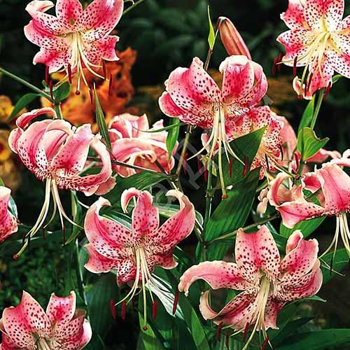 Лилия Speciosum Rubrum (Специозум Рубрум) 3шт. в упаковке Лилия Speciosum Rubrum (Специозум Рубрум) 3шт. в упаковке