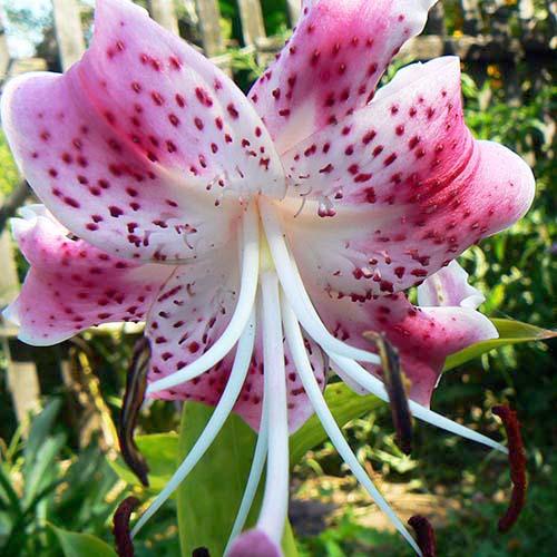 Лилия Speciosum Rubrum (Специозум Рубрум) 3шт. в упаковке Лилия Speciosum Rubrum (Специозум Рубрум) 3шт. в упаковке