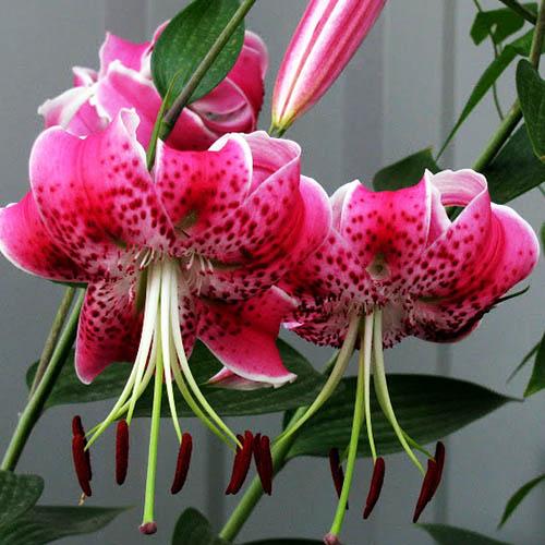 Лилия Speciosum Rubrum (Специозум Рубрум) 3шт. в упаковке Лилия Speciosum Rubrum (Специозум Рубрум) 3шт. в упаковке